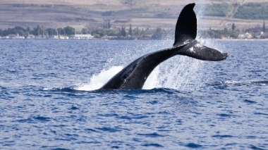 Whale alert: Someone dumped .29 billion of BlackRock's bitcoin ETF in a dark pool trade