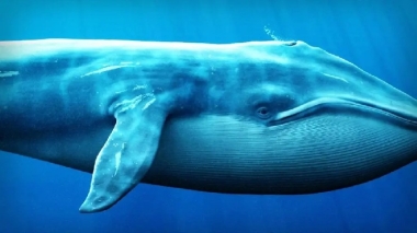 Bitcoin Surpassed ,000: Liquidations Occurred, and a Major Short Whale Suffered an Unbelievable Loss